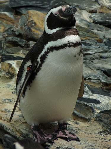 Penguin at the Oceanarium at Parque des Nacoes