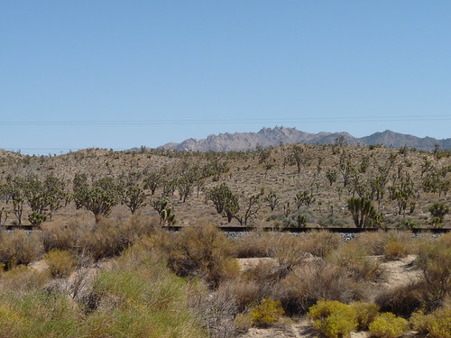 Joshua Tree forest