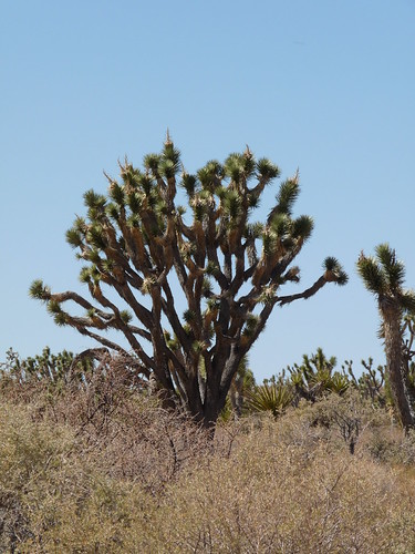 Joshua Tree