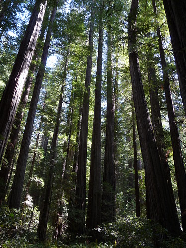 The Redwoods