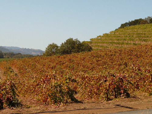 Pedroncelli Winery where we stopped for lunch