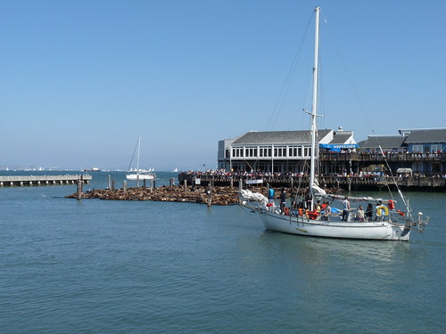 Sea Lions off Pier 39