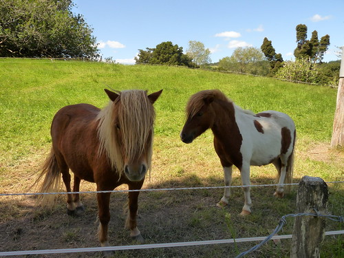 Tom and Jerry at Little Earth Lodge