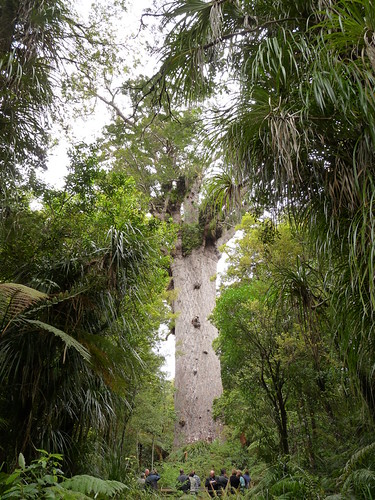 Te Kane - Giant Kauri tree