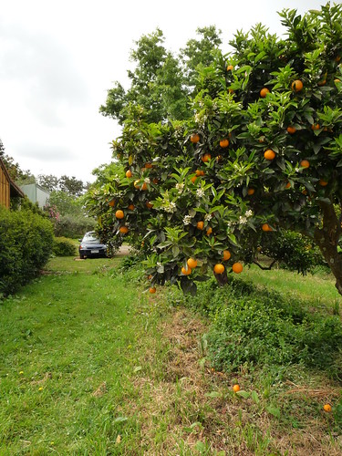 Orange grove at Kerikeri Farm Hostel