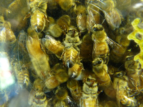 Honey bees!