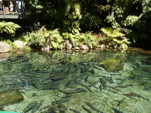 Trout in the pool at Rainbow Springs