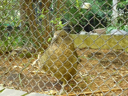 Jenny the Kea at Rainbow Springs