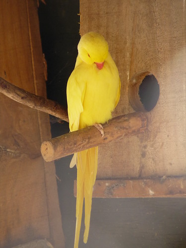 A Lutino Indian Ringneck at Rainbow Springs