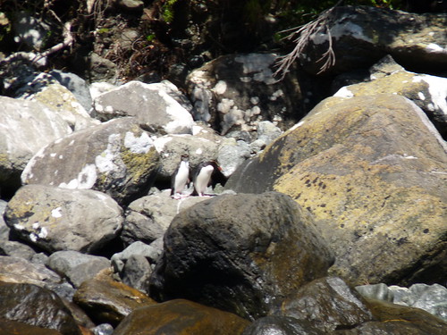 Fiordland Crested Penguins in Milford Sound