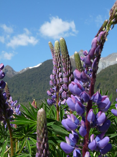 Lupins and mountains at Deer Flat