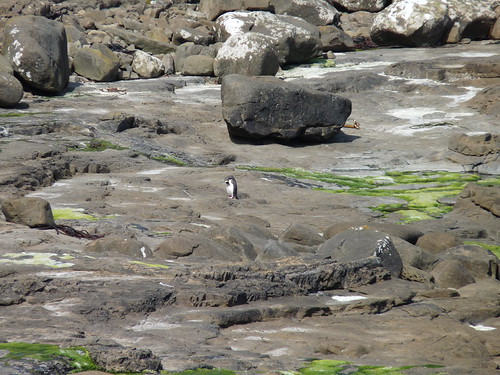 Rare yellow-eyed penguin