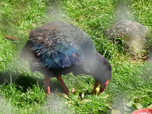 Alpine the Takahe