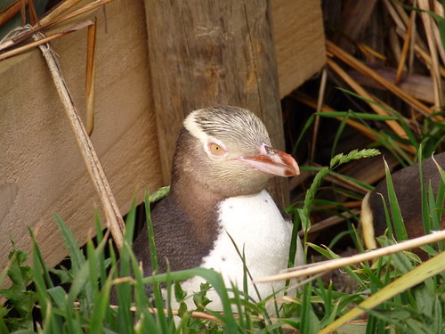 Yellow-eyed penguins