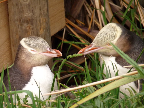 Yellow-eyed penguins