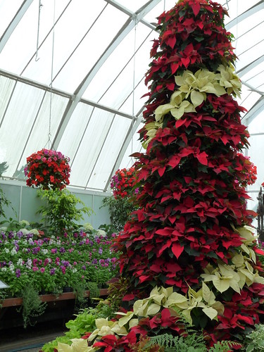 Pointsetta display at the botanic gardens