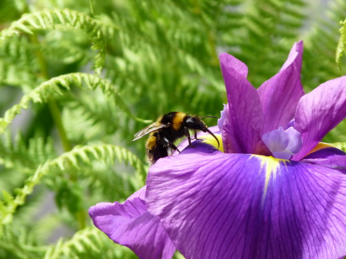 Bumbly bee in the botanic gardens