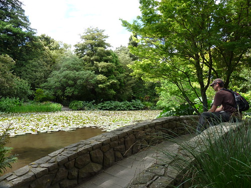 Lily pond in the botanic gardens