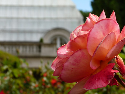 Rose garden at the botanic garden