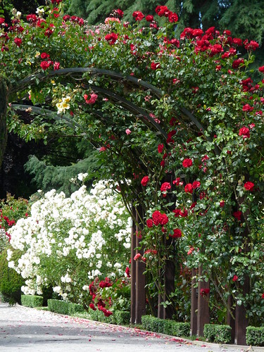 Rose garden at the botanic garden