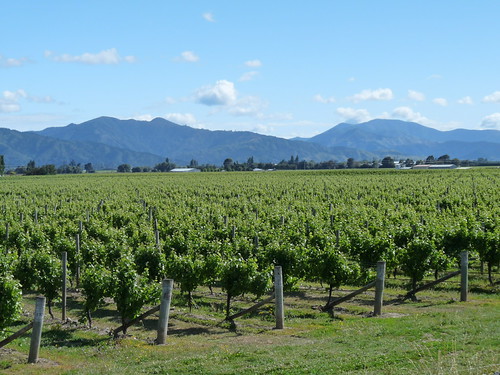 Blenheim vineyards