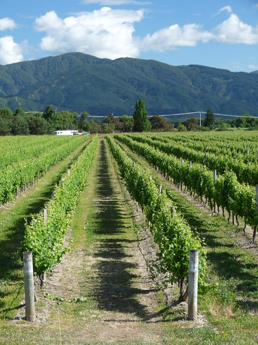 Blenheim vineyards