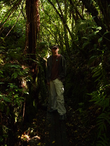 In the forest near Buller Gorge