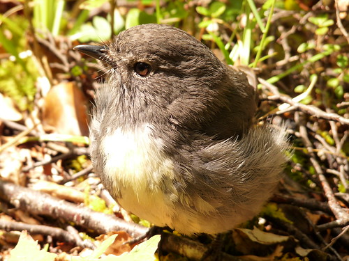 A bush robin