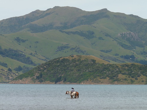 Horses in the sea by Barry’s Bay