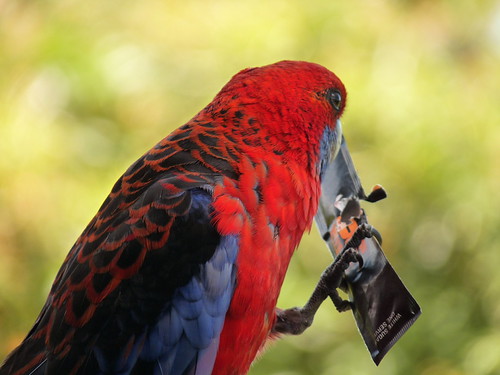 Crimson Rosellas at O’Reillys eating sugar
