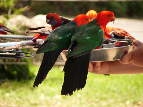 Crimon Rosellas at O’Reillys