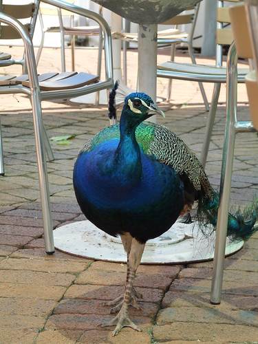 Peacock
