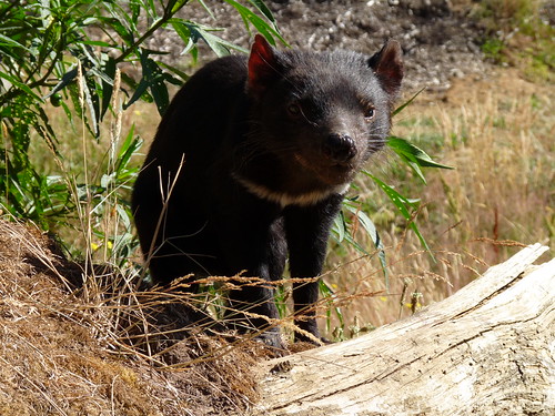 Tasmanian Devil