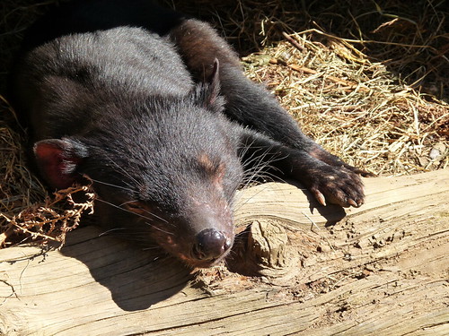 Sleepy Tasmanian Devil