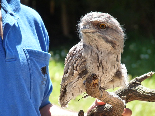 Tawny Frogmouth