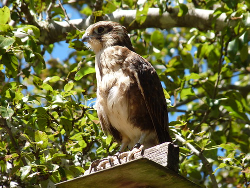 Brown falcon
