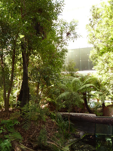 Forest Gallery at Melbourne Museum