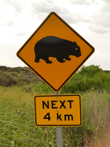 Wombat!