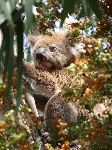Koala