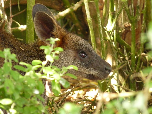 Swamp Wallaby on Griffiths Island, Port Fairy
