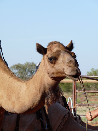 Camel at Stuarts Well