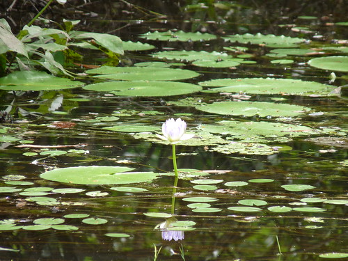 Lily on Yellow Water Cruise