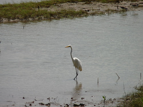 Egret at Cairns waterfront