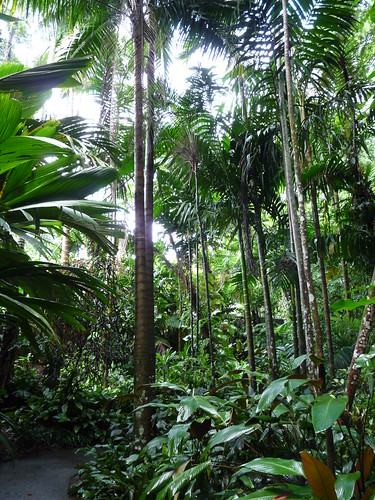 Rainforest at the Botanic Gardens in Cairns