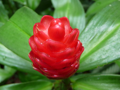 Tropical flower at the Botanic Gardens in Cairns