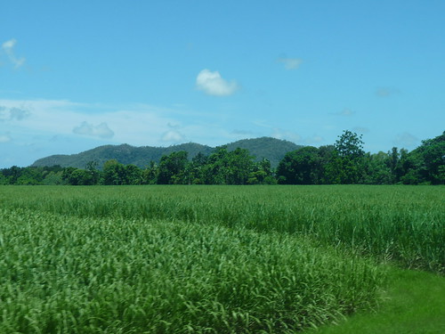 The sugar cane plantations of north Queensland from the train