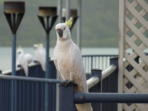 Sulphur Crested Cockatoo