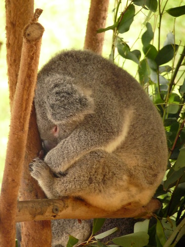 Koala. Think it was a heavy night…