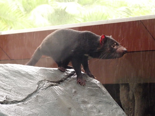 A wet Tasmanian Devil