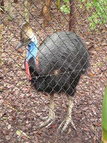 Cassowary
